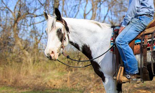 tovero-mfthba-gelding