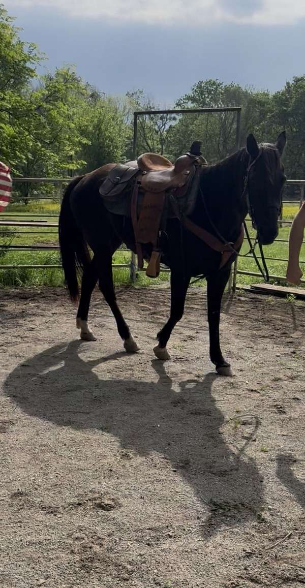 all-black-rocky-mountain-horse