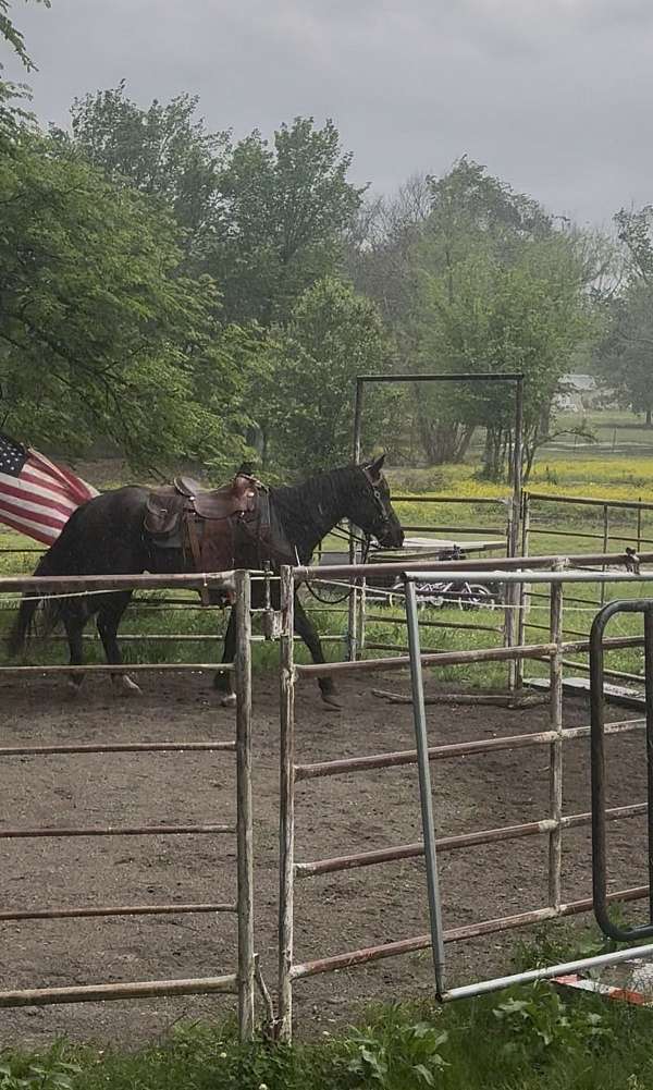 friend-rocky-mountain-horse