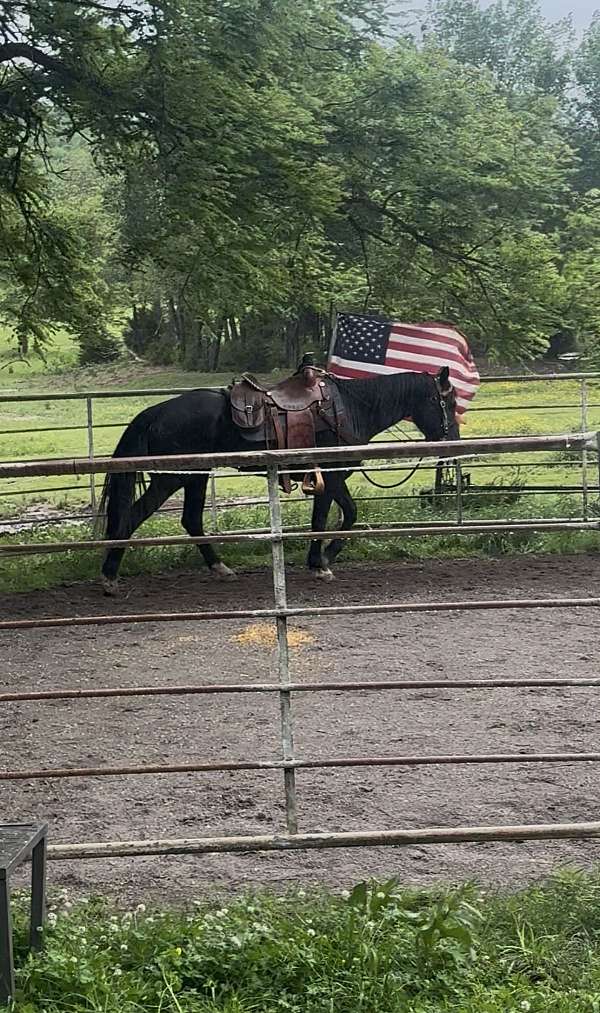 half-rocky-mountain-horse