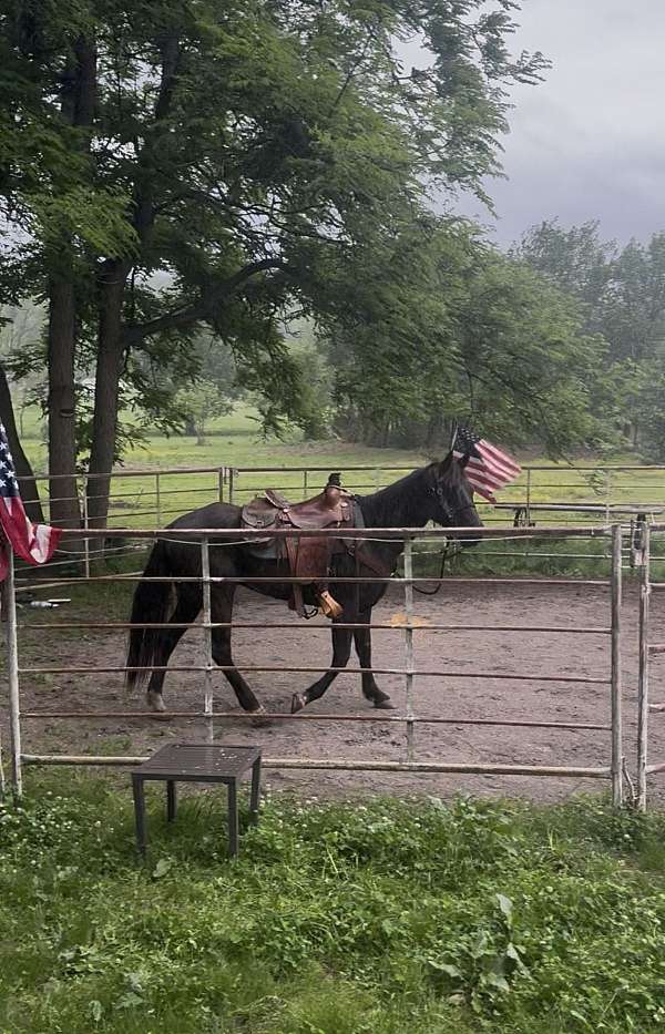 help-rocky-mountain-horse