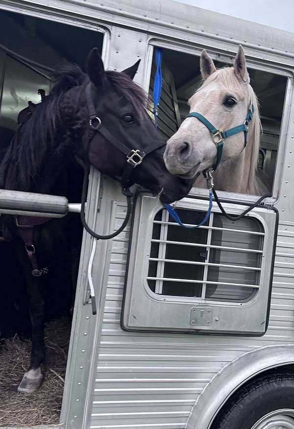 outlaw-rocky-mountain-horse