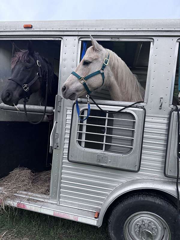 pen-rocky-mountain-horse