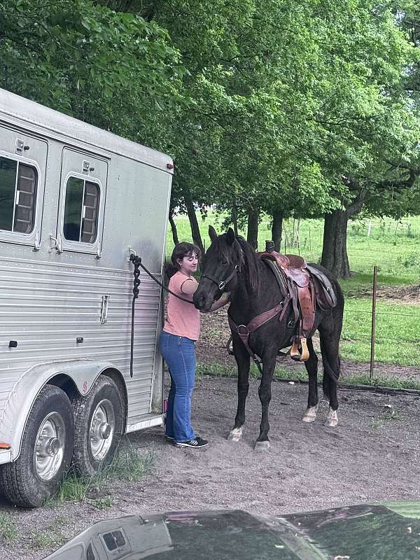 saddled-rocky-mountain-horse