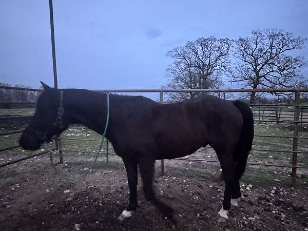 shipping-rocky-mountain-horse
