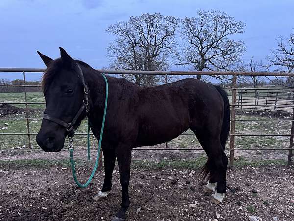 all-black-gelding