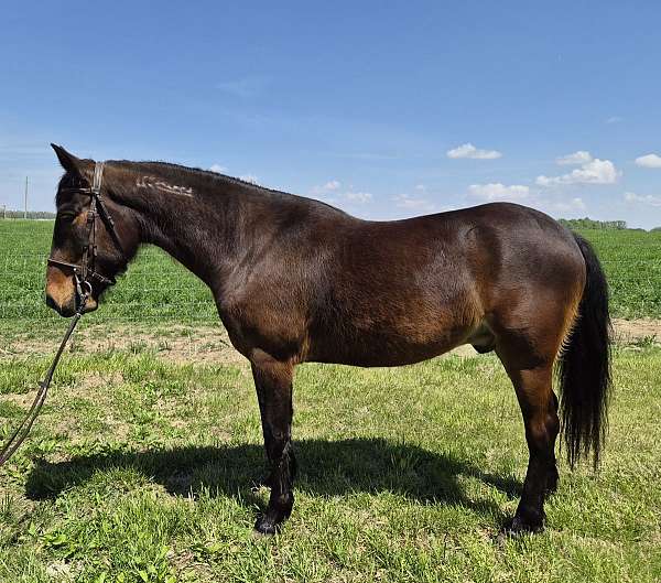 dressage-mustang-horse