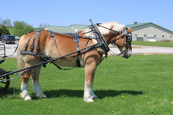 all-around-belgian-horse