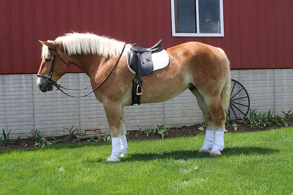 kid-safe-belgian-horse