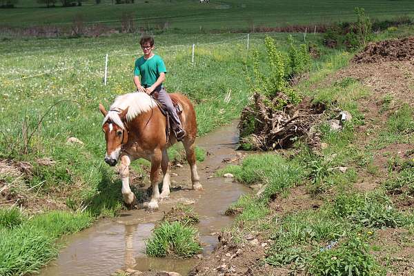 lesson-belgian-horse