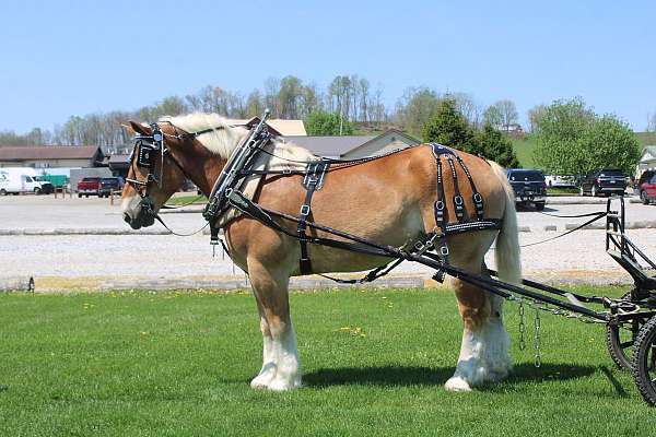 mounted-patrol-belgian-horse