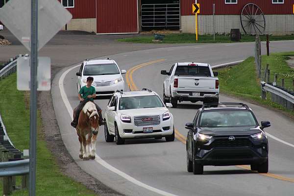 team-driving-belgian-horse