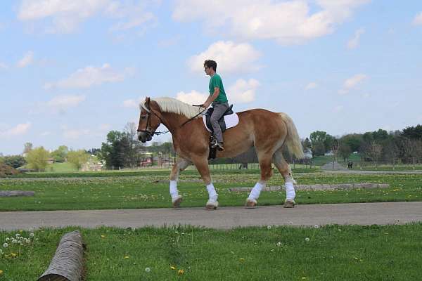 trail-belgian-horse