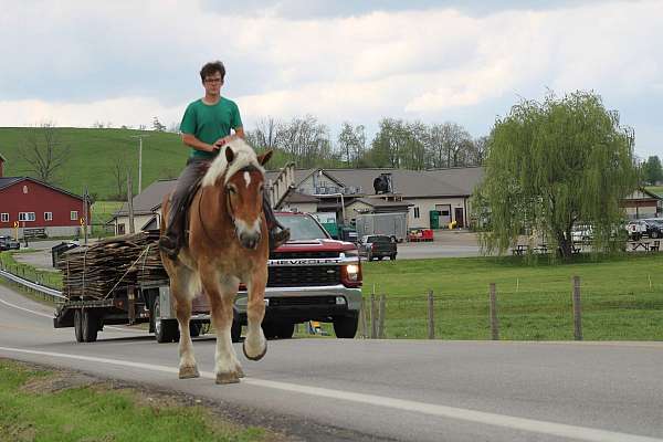 trail-riding-belgian-horse