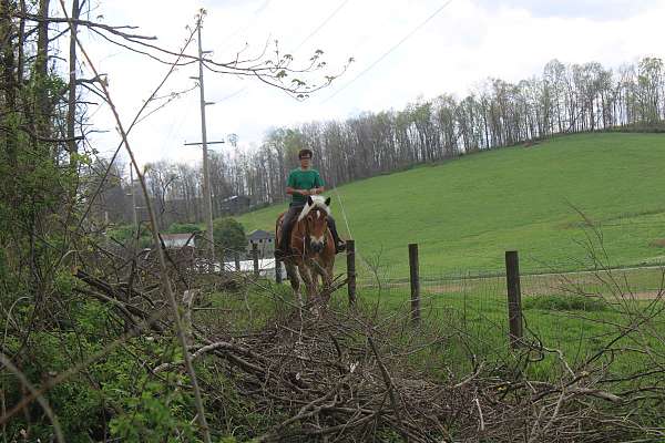 driving-belgian-horse
