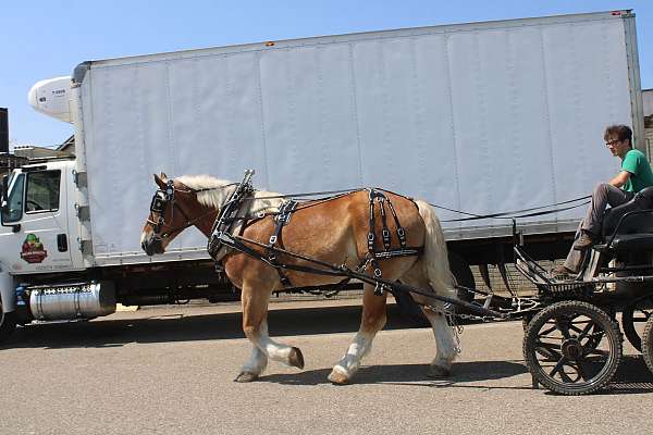 parade-belgian-horse