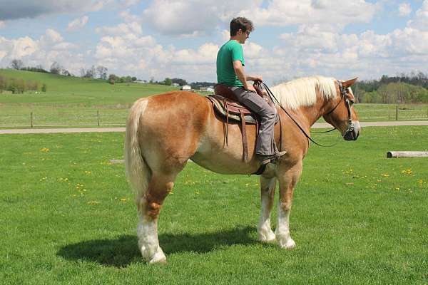 husband-safe-belgian-horse