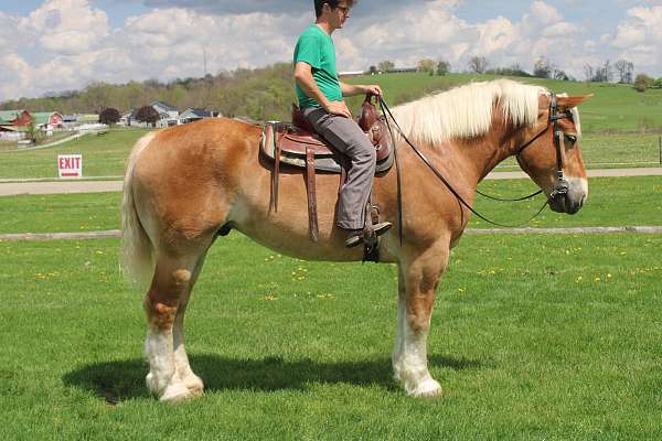 beginner-belgian-horse