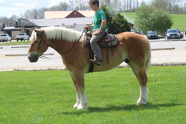 english-pleasure-belgian-horse