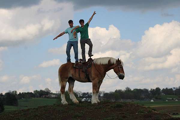 pleasure-driving-belgian-horse