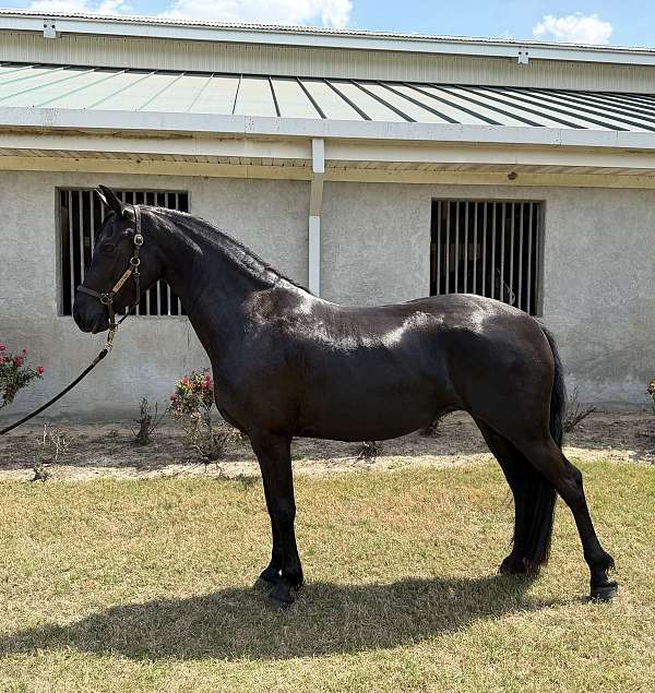 half-arabian-mare