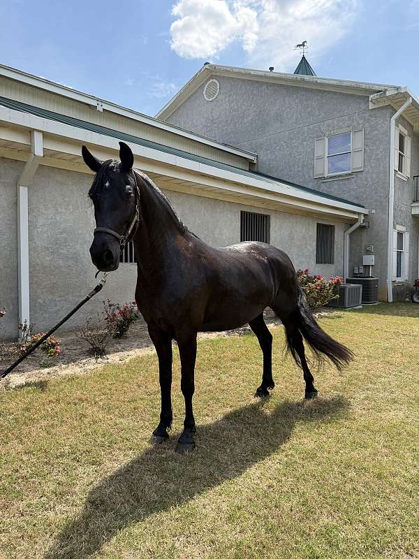 half-arabian-horse-for-sale