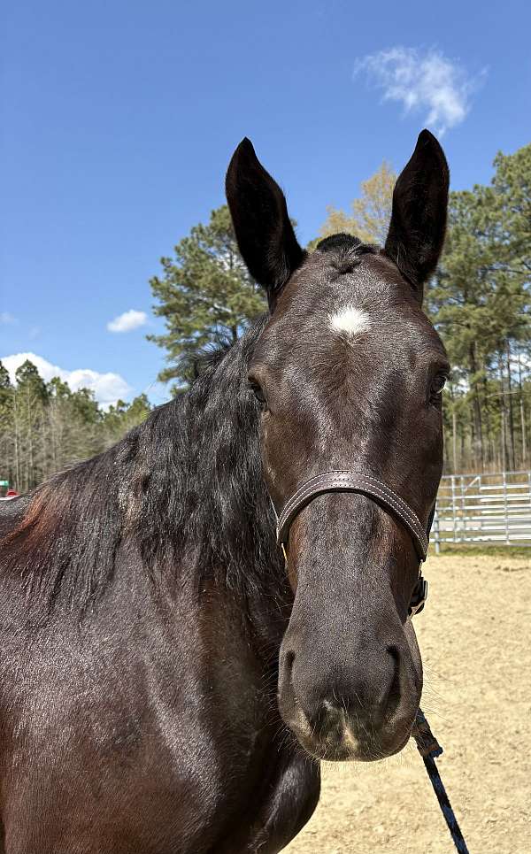 17-hand-percheron-mare