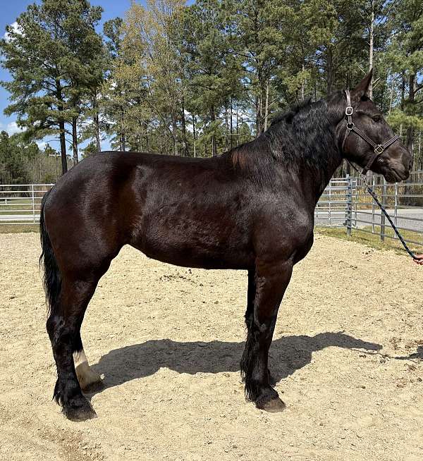 black-mare-for-sale
