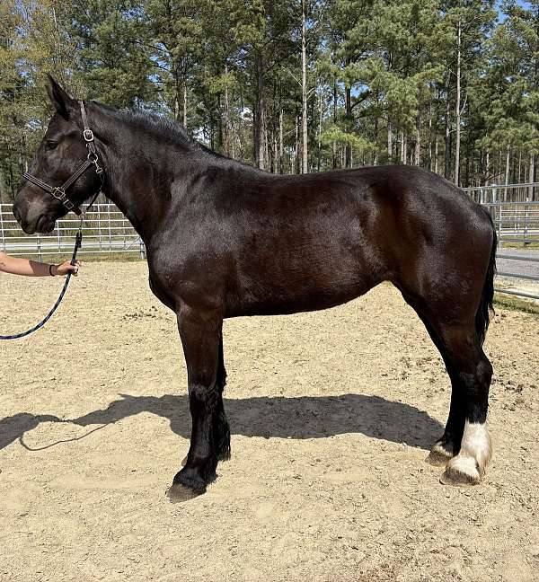 black-percheron-mare