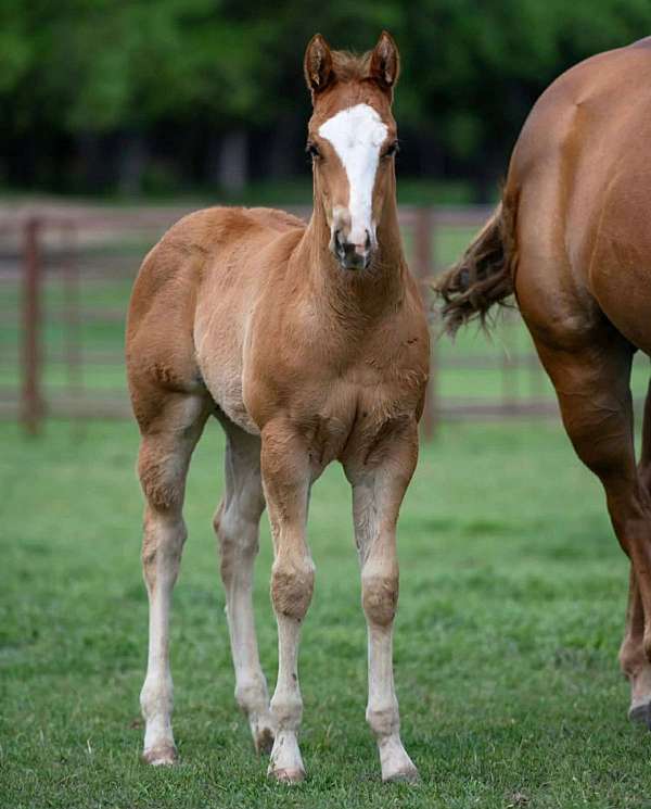 showmans-colt