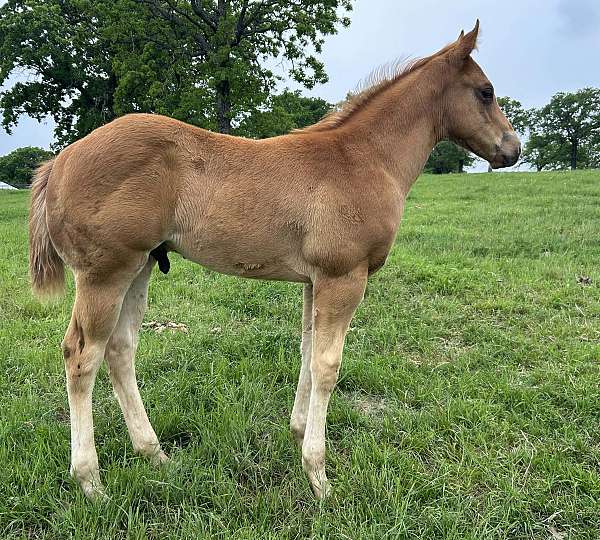 all-around-paint-horse