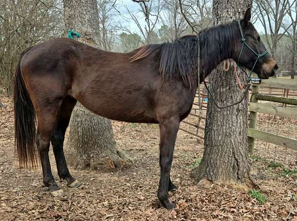 thoroughbred-mare