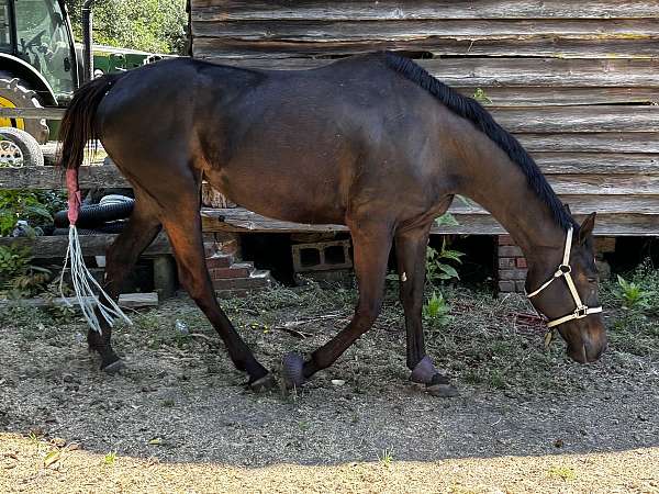 thoroughbred-horse-for-sale