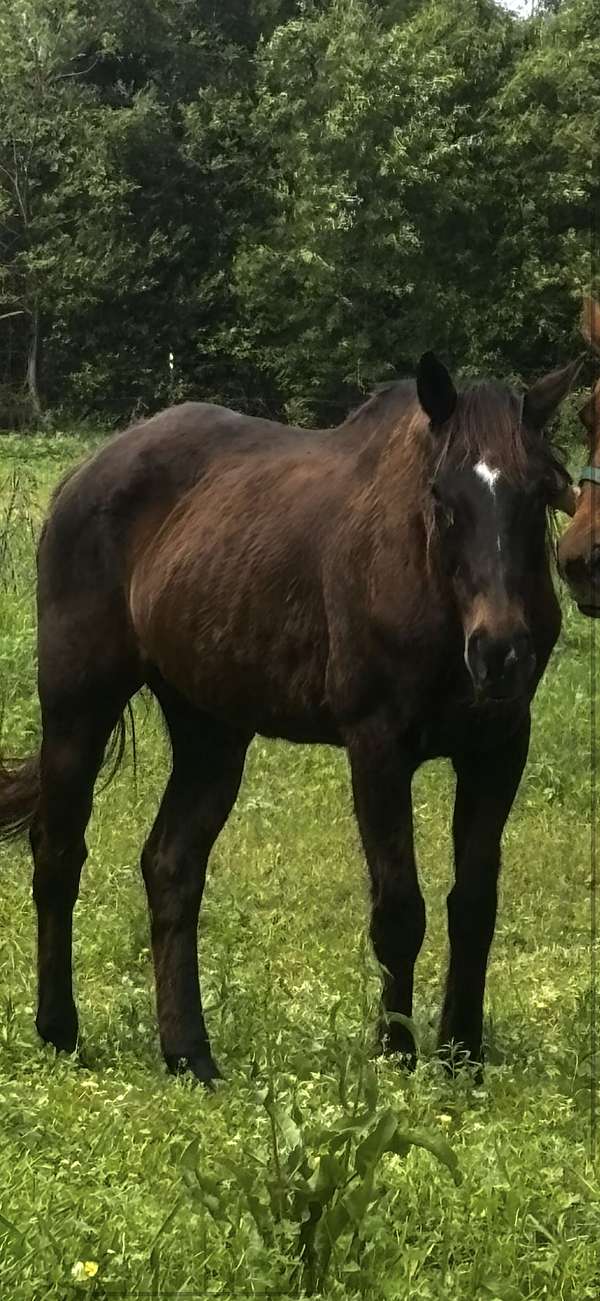 thoroughbred-mare