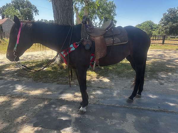 thoroughbred-horse-for-sale