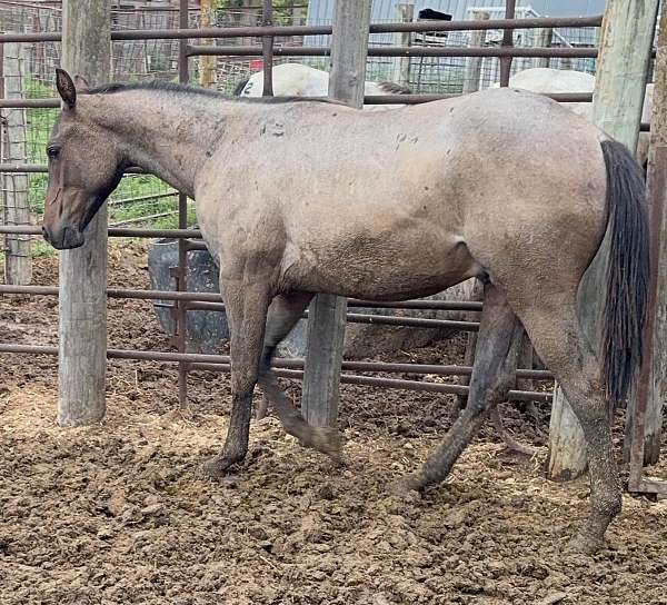 blue-roan-black-mane-tail-horse