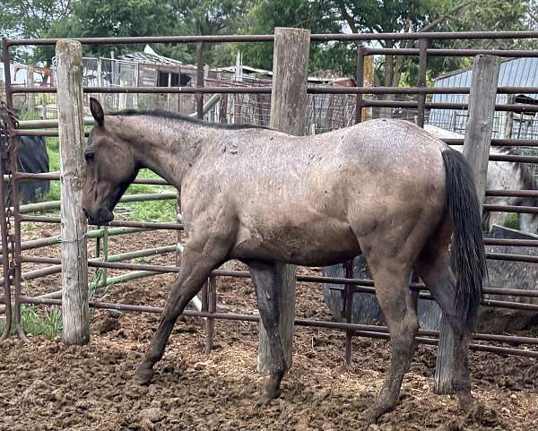 cowhorse-bred-quarter-horse