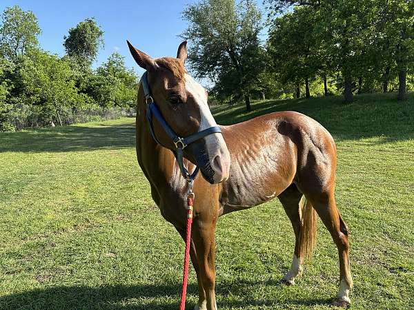 young-draft-horse