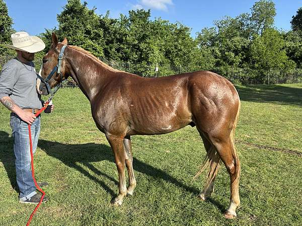 chestnut-minimal-overo-horse