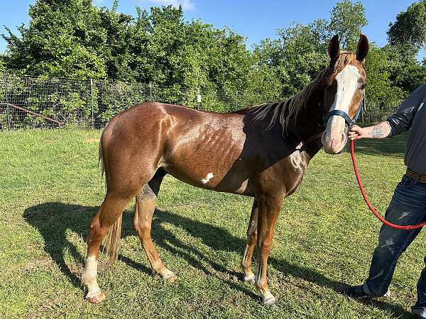 young-horse-draft