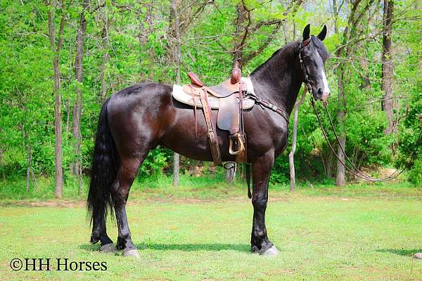 all-around-friesian-horse