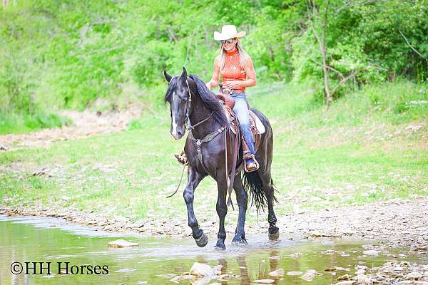 driving-friesian-horse