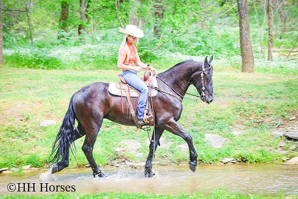 endurance-friesian-horse