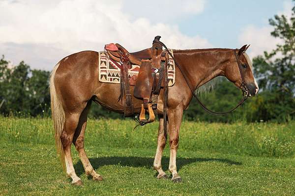 friends-gypsy-vanner-horse