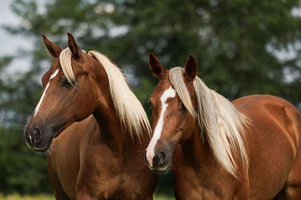 six-years-mare