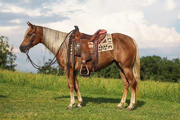 star-horse