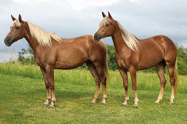 chestnut-star-horse