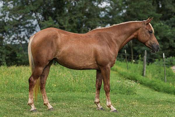 anyone-quarter-horse