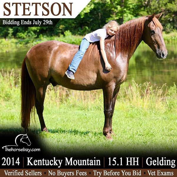 grey-strip-socks-horse