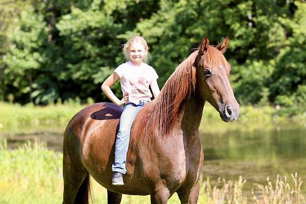 athletic-quarter-horse